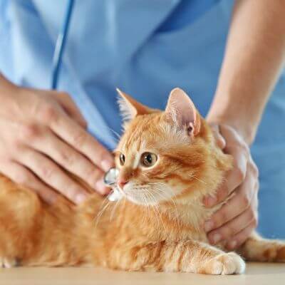 a cat checked by vet