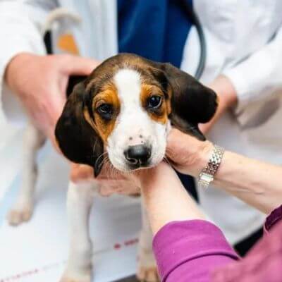 a small puppy hold by hand