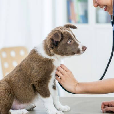 a vet doing dog checkup