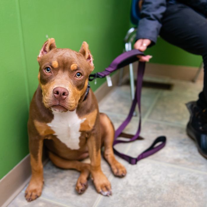 A brown and white dog sits on the floor