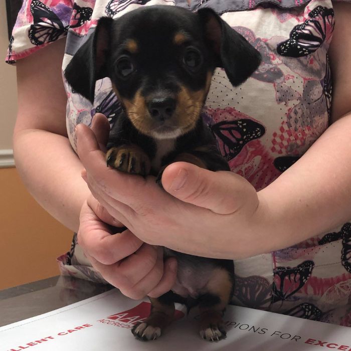 A woman cradles a small black and tan puppy