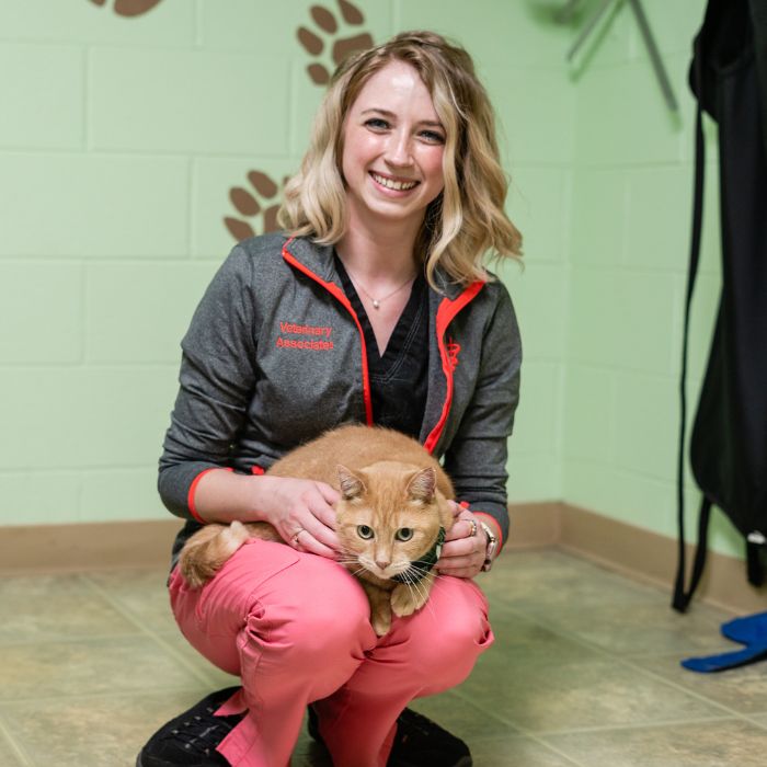 A veterinary staff with cat