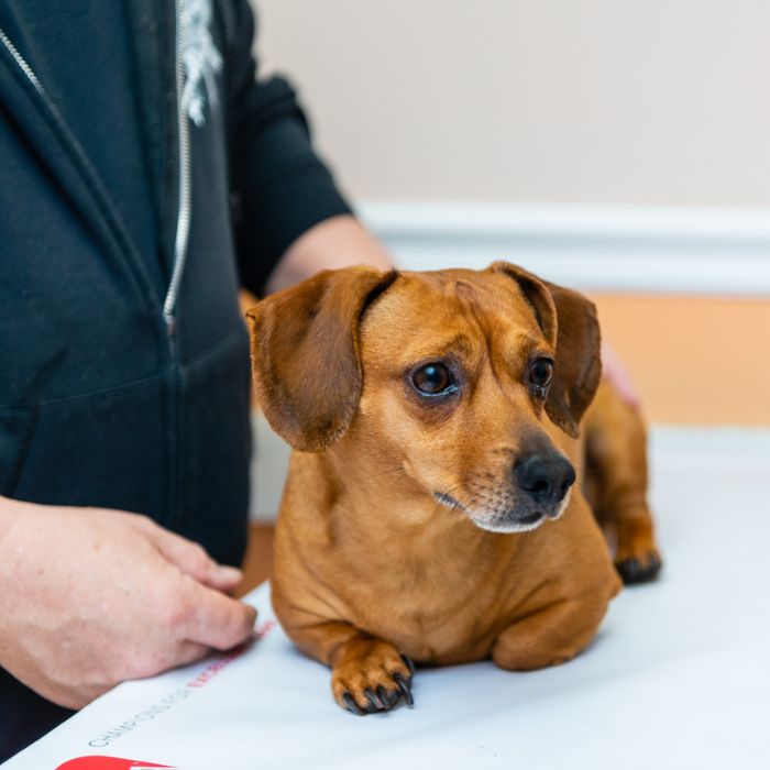 A person gently holds a dog sitting on a table