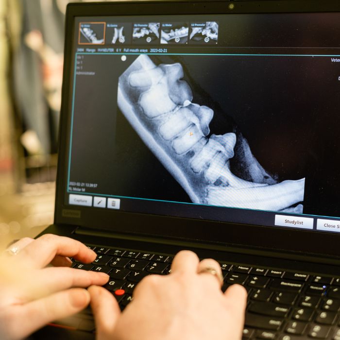 A person examines an X-ray image