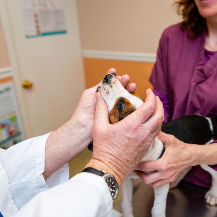 A veterinarian carefully examines a beagle puppy