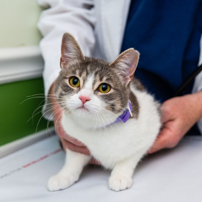 A veterinarian examines a cat