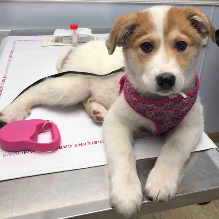 A puppy sits on a table