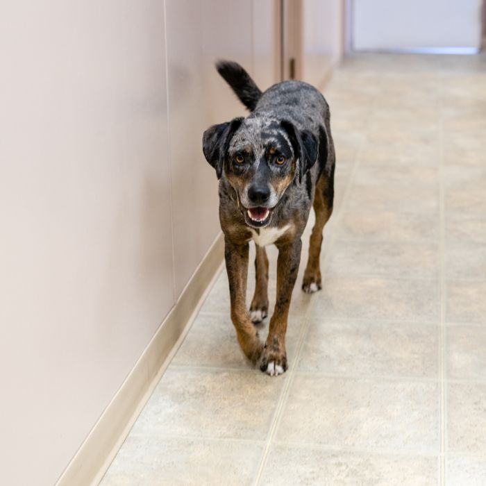 A dog walks down a hallway