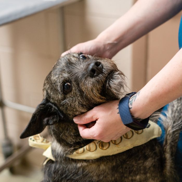 A dog receives care from a person