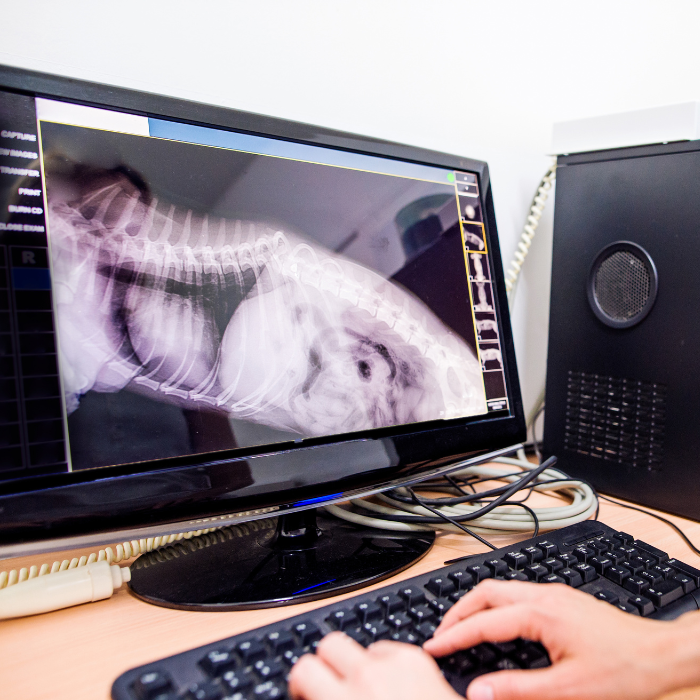 Female Veterinary Surgeon Examining X Ray